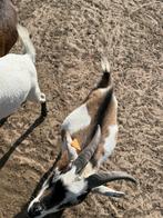Gecastreerd Bokje te koop, Dieren en Toebehoren