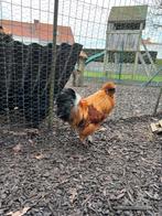 Zijdehoender haan, Mannelijk, Kip