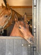 Beloftevol PRE (Andalusier) hengstveulen!!, Dieren en Toebehoren, Paarden, Hengst