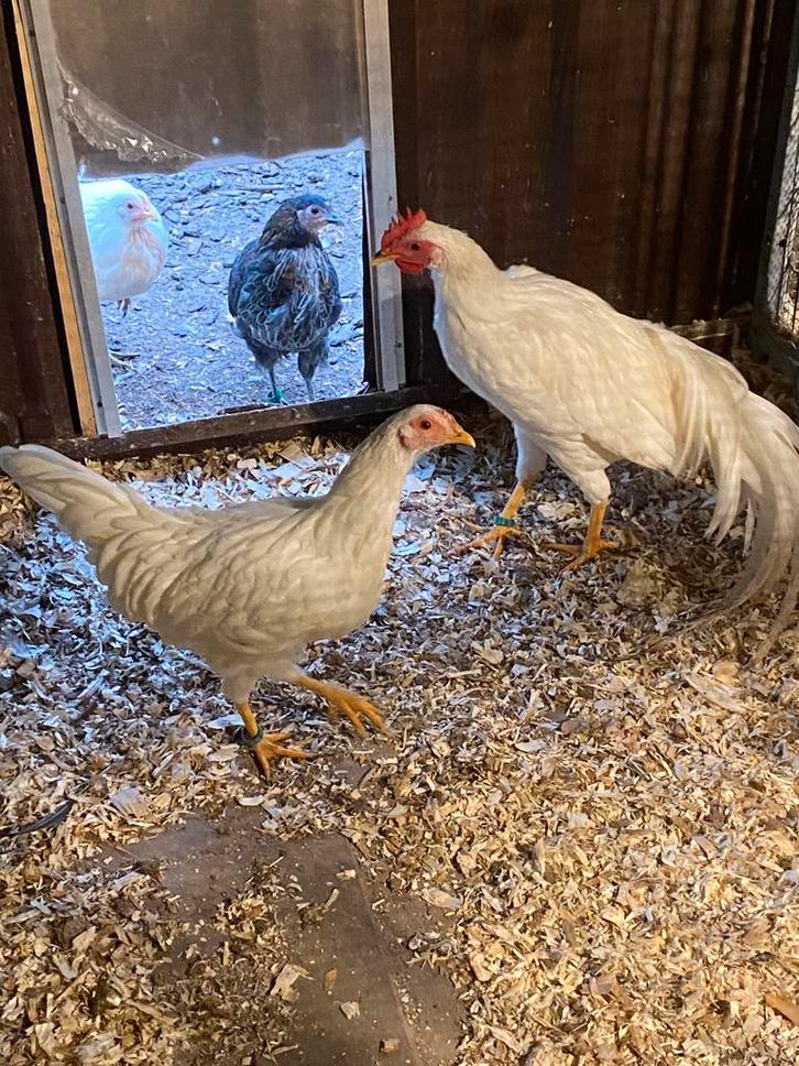 Koppel witte Onagadori, Dieren en Toebehoren, Pluimvee, Kip, Meerdere dieren