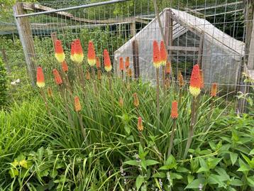 Vuurpijl planten beschikbaar voor biedingen