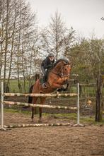 Sport paard zoekt ambitieuze ruiter, Springpaard, M, Gechipt, Ruin