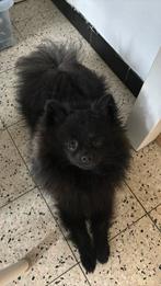 Blacky zoekt gouden mandje🐶✨🐶, Dieren en Toebehoren, Ophalen