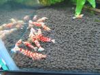 Gezocht lees beschrijving, Dieren en Toebehoren, Vissen | Aquariumvissen