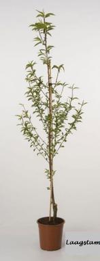 NECTARINEN-STRUIKEN: Verschill.soorten , 17€/stuk, Tuin en Terras, Volle zon, Vaste plant, Ophalen of Verzenden, Fruitplanten