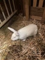 Wit Van Dendermonde x Witte Nieuw-Zeelander, Dieren en Toebehoren, Mannelijk, 0 tot 2 jaar