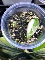 Alocasia Frydek variegata, Maison & Meubles, Plantes d'intérieur, Autres espèces, Enlèvement ou Envoi, Moins de 100 cm, Plante verte