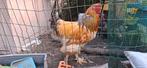 Brahma haan 1.5j, Dieren en Toebehoren, Pluimvee