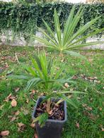 Palmboom tuinplanten winterhard, Ophalen