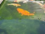 Japanse koi, Dieren en Toebehoren, Karper of Koi
