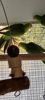 Roodvleugel parkieten, Dieren en Toebehoren, Vogels | Parkieten en Papegaaien, Vrouwelijk, Parkiet, Geringd