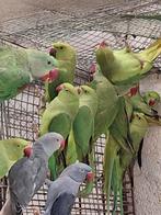 Perruches à collier vert, Animaux & Accessoires, Oiseaux | Perruches & Perroquets