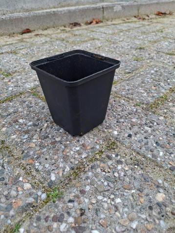 9 cm potjes (P9) beschikbaar voor biedingen