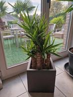 Yucca met 7 takken in pot., Tuin en Terras, Ophalen, In pot