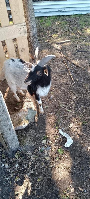 Lieve dwerggeitje(dek bokje), Dieren en Toebehoren, Schapen, Geiten en Varkens