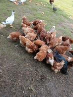 Legkippen lopen op de wei, Dieren en Toebehoren, Pluimvee