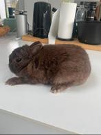 Kleurdwerg chocolade voedster, Dieren en Toebehoren, Vrouwelijk, Dwerg, 0 tot 2 jaar