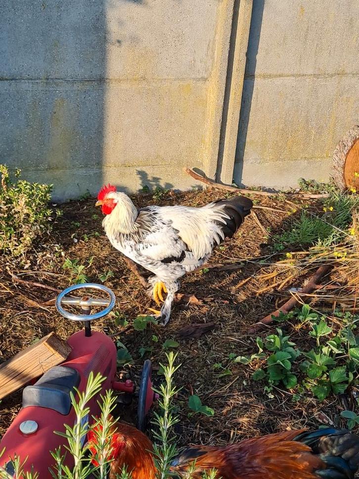 Kip: Mooi jong wit-zwarte brahma haan, 6 maand oud, Dieren en Toebehoren, Vogels | Overige Vogels, Mannelijk, Tam