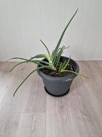Aloe Vera, Huis en Inrichting, Kamerplanten, Ophalen, In pot