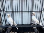 Koppel witte raza  (kleinsoort), Dieren en Toebehoren, Vogels | Kanaries, Zangkanarie