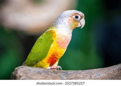 pyrrhura a vendre j’ai 4 a, Dieren en Toebehoren, Vogels | Parkieten en Papegaaien, Vrouwelijk