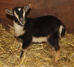 Melkgeiten (gevraagd), Dieren en Toebehoren, Schapen, Geiten en Varkens, Geit