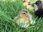 Jonge eendjes