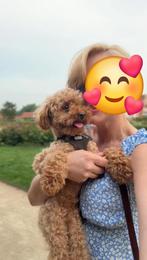 Toy poedel dekreu volledig getest met stamboom, 3 à 5 ans, Chien (mâle), Caniche, Hépatite contagieuse (maladie de Rubarth)