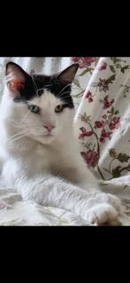 Mainecoons, Dieren en Toebehoren, Katten en Kittens | Raskatten | Langhaar, Meerdere dieren, Gechipt, 0 tot 2 jaar