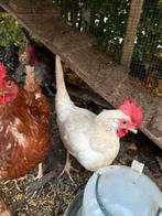 4 legKippen, Vrouwelijk, Kip