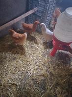 Poules pondeuses Brakel, Femelle, Poule ou poulet