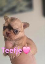 Prachtige langharige chihuahua pups, Dieren en Toebehoren, Parvo, België, Fokker | Hobbymatig, 8 tot 15 weken