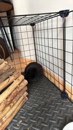 Mini - lop te koop, Mâle, Petit, Oreilles tombantes, 0 à 2 ans