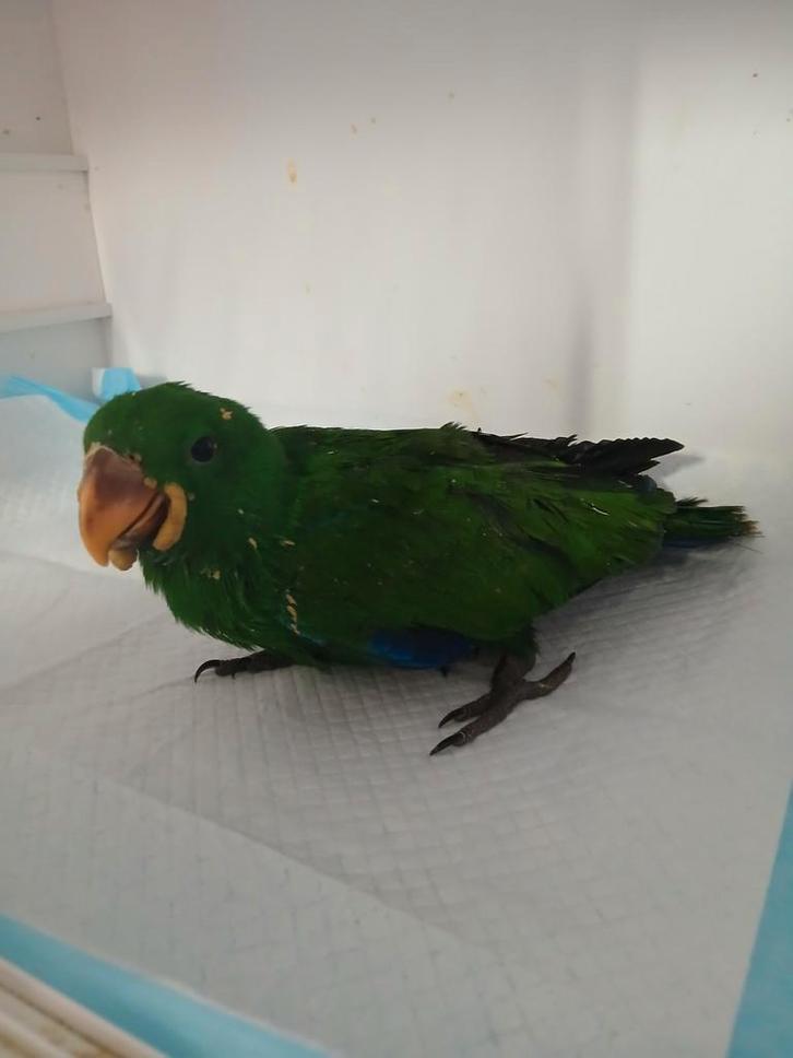 Edelpapegaai man, Dieren en Toebehoren, Vogels | Parkieten en Papegaaien, Papegaai, Mannelijk, Tam, Geringd