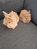 2 leeuwenkop dwergkonijntjes, Mâle, Nain, 0 à 2 ans