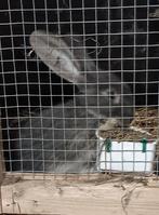 Duitse reus blauw otter rammetje, Dieren en Toebehoren, Konijnen, Mannelijk, Groot, 0 tot 2 jaar