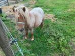 Shetlander hengst snel verkoop wegens stopzetting wei, Dieren en Toebehoren, Pony's