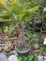 Palmboom met stam van 90cm hoog en 18cm breed, Tuin en Terras, Planten | Bomen, Ophalen, Palmboom
