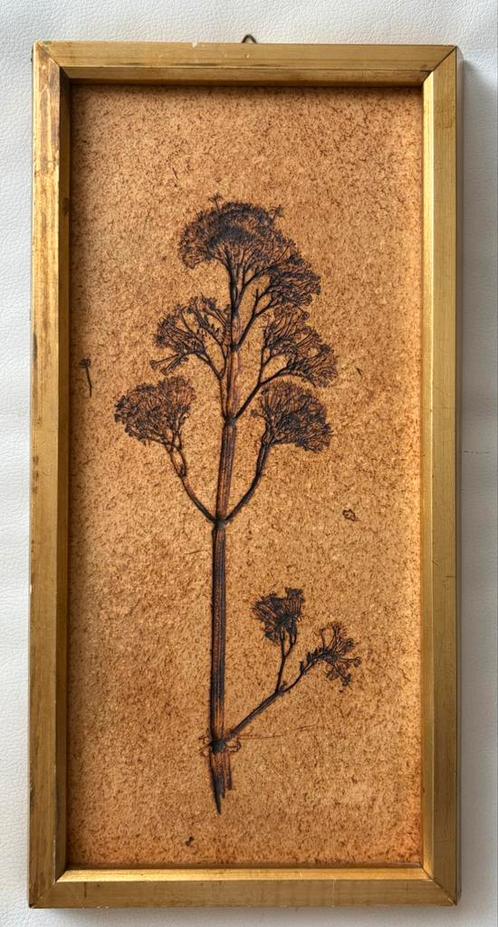 Roger Capron (Frankrijk 1922-2006) Keramisch herbarium, Antiek en Kunst, Antiek | Keramiek en Aardewerk, Ophalen of Verzenden