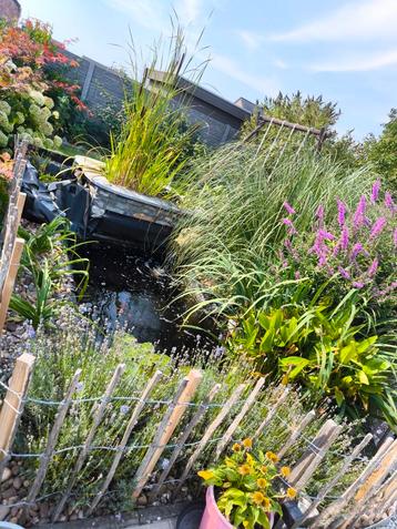 Bouture de plantes, Enlèvement, Comme neuf