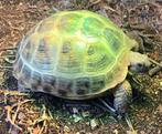 Vierteenschildpad landschildpad, Dieren en Toebehoren