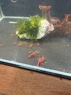 Garnaaltjes, Poisson, Poisson d'eau douce, Banc de poissons