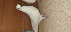 Amsterdamse tippler  wit, Dieren en Toebehoren, Vogels | Duiven