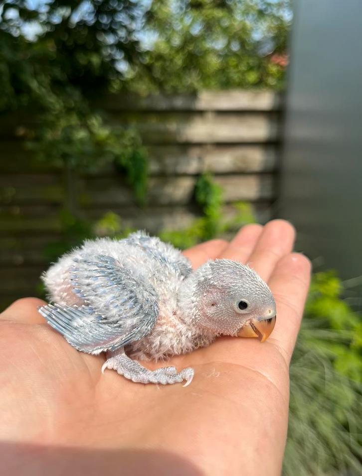 Baby dwergpapegaaien die super handtam worden, Dieren en Toebehoren, Vogels | Parkieten en Papegaaien, Dwergpapegaai of Agapornis