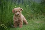 Poedel pups verschillende kleuren, Poedel, België, 8 tot 15 weken, CDV (hondenziekte)