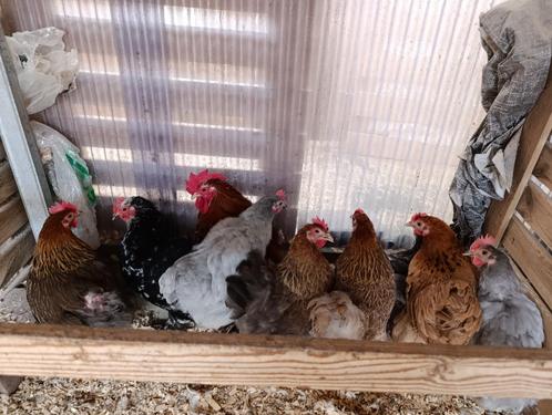 Toom 5 hennen + 1 mooie haan in verschillende rassen, Dieren en Toebehoren, Pluimvee, Kip, Meerdere dieren