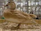 Mandarijneend zwart x blond, Meerdere dieren, Eend