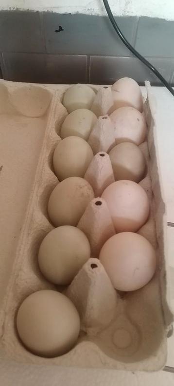 Bevruchte eieren van Indische loopeenden