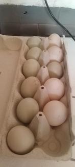 Bevruchte eieren van Indische loopeenden, Eend, Geslacht onbekend