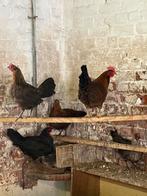 Prachtige gekleurde legkippen te koop, Dieren en Toebehoren